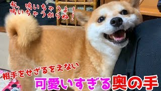 かまちょの柴犬ハナ 相手にしなかったら奥の手を出してきた！ shiba inu is cute