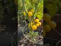 Dwarf Desert Star Tomato - Harvest and Taste Test #vegetablegardening #gardening #tomato