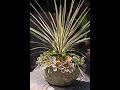 How to Make a Mounded Succulent Container Garden: Debra Lee Baldwin at Roger's Gardens