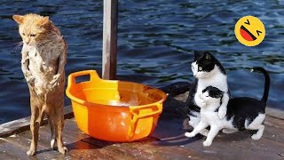 New Funny Animals 😅 Funniest Dogs And Cats s 2023🐶😺 #1
