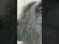 観夏👀⑥チンパンジー・ギンくん・沖縄こどもの国・・・chimpanzee ・okinawa zoo u0026 museum 20230720