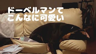 【癒し】眠り方のクセが強い犬　#ドーベルマン #大型犬　#dog