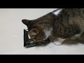 【保護猫】極上！！猫用ささみジャーキーを作ってみた！