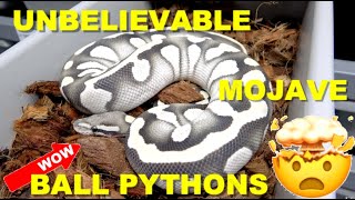 Amazing Mojave Ball Python Combos! Featured Morph!
