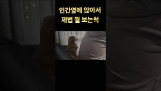 아빠는 이걸 왜 보는걸까? [똥개는귀여워❣️]