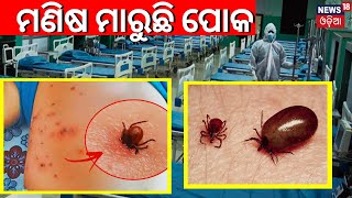 Scrub Typhus Update |ଆତଙ୍କ ଖେଳାଉଛି ଘାତକ ସ୍କ୍ରବ୍‌ ଟାଇଫସ୍‌ |Scrub Typhus |Sundargarh |Odia News