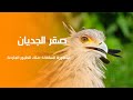 الحيوان الوطني | صقر الجديان رمز السودان