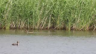 カンムリカイツブリ１２羽が湖ワンドで集合して繁殖してるようだ　24/7　Great Crested Grebe