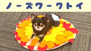 【楓初登場】犬用知育おもちゃ！ノーズワークトイを使ってペットショップ店長が愛犬と遊んでみた！【チワワ】