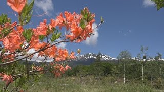 2016/06/02　レンゲツツジが咲きだした初夏の乗鞍高原