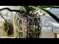 vanda update fall vanda care and fertilizer recipe with garden lime.