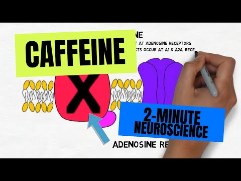 Is caffeine an agonist or antagonist?