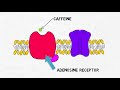 2 minute neuroscience caffeine