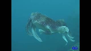 【瞬撮】コブシメ　求愛シーズン　オス同士の威嚇合い　Broadclub cuttlefish（Sepia latimanus）courtship's intimidate