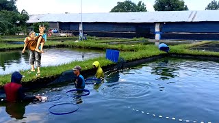 🔴Panen Kolam Kandang Ayam ‼️Hasil Jauh dari Ekspetasi,