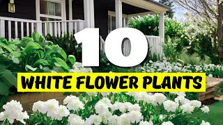 Top 10 BEST White Flower Plants for Your Home! 🌿✨