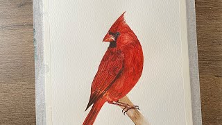 watercolor painting tutorial of cardinal bird!! #paintingtechniques  #watercolorpainting #painting