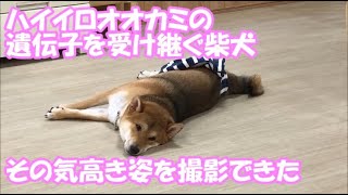 【気高き柴犬】くーちゃん【Noble Shiba Inu】