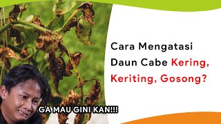 Kendalikan Pucuk Daun Kuning, Layu, Gosong + Keriting!