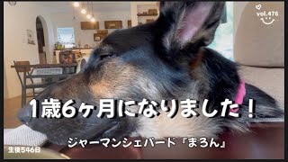 【シェパード1歳6ヶ月】まろんも今日で一歳半。楽しく暮らせてるかな？こんなに小さかったのにね💕🐶