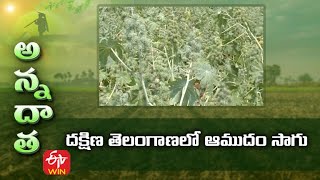 Kharif Castor Cultivation Tips for South Telangana | దక్షిణ తెలంగాణలో ఆముదం సాగు | ETV