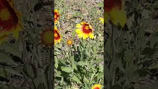 Гайлардия цветет / Gaillardia blooms