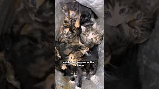 A bag of kittens was abandoned at the girl’s doorstep #cat #cute #foryou #love #shorts