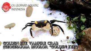 Golden Eye Vampire Crab. Geosesarma bicolor “Golden Eye” (Leopard Aquatic Y019A)