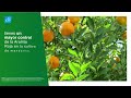 Mayor control de ácaros en tu cultivo de mandarina | Agro Bayer Perú​