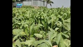 শীতের আগাম সবজির দর বেশি থাকায় লাভবান রাজবাড়ীর চাষীরা | ETV News