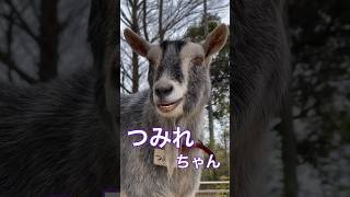 ヤギさん【のんほいパーク】 #のんほいパーク #豊橋動物園 #ヤギ