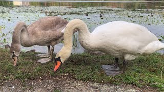 Swan Family Feeding And Relaxing. Mallard Ducks Feeding Action At The End!  (Wedge And Bevy)