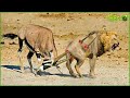 30 Brutal Moments When The Lion Is K.illed With Sharp Horns | Animal Fight