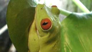 Red Eyes Tree Frog 紅眼樹蛙