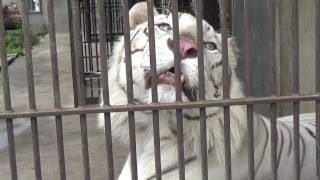 2017.7.2 宇都宮動物園☆ホワイトタイガーのアース王子【White tiger】_01