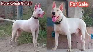 pure Kohati Gultair Vs Pitbull   | Kohat Dogs Market | Ep-53 | Pk Animals
