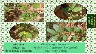 Wild Jute or African jute or Three locule corchorus or Chorchorus trilocularis - PYJR Plant Videos