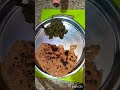 makki ki roti or sarson ka saag subscribemychannel saronkasaag makkikirotirecipe pleasedekhovideo