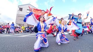 神戸学生よさこいチーム湊　バサカニ2017 公園線南会場(広角)