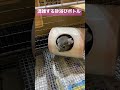 混雑するチンチラ砂浴びボトル（熱帯倶楽部　東川口本店）