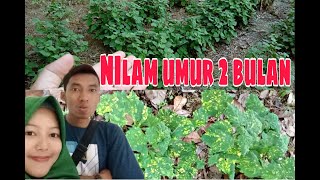 Tanaman Nilam Umur 2 Bulan | Pupuk yang Cocok untuk Nilam