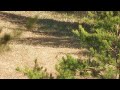 deer hunt self filmed 30 06 180 grain hornady superformance 150 yard shot 50 power zoom camera