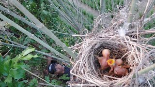 Memantau sarang burung cendet di persawahan‼️