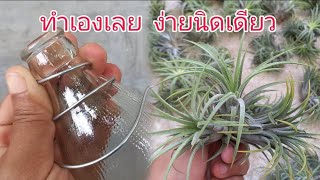 DIY ที่แขวนต้นไม้ด้วยลวด วิธีทำที่แขวนต้นไม้ใช้เอง แขวนต้นทิลแลนเซีย สับปะรดสี ทำเองง่ายๆ ประหยัด