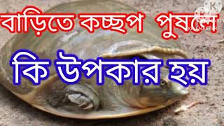 বাড়িতে কচ্ছপ পুষলে কি উপকার হয়