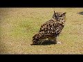 mesmerising owl moments bbc earth owl 🦉 wildlife