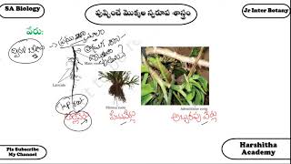 మొక్కల బాహ్య స్వరూప శాస్త్రం  L1/Root Modification/Inter1st year Botany/ School Assistant Biology