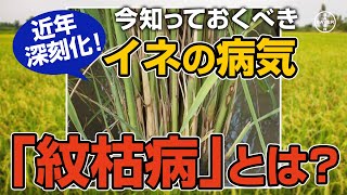 【それ、紋枯病かも⁉】知っておくべき、イネの病気　紋枯病について解説します。