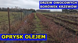 Oprysk Olejem na Drzewa owocowe, Borówki, Porzeczki, Jabłonie, Śliwy, Porzeczki. Przędziorki, Mszyce