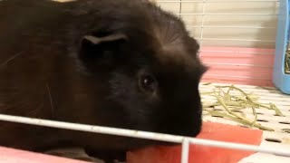 guinea pig｜スイカを食べた日 【モルモットのくろすけ】